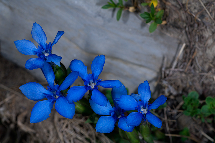 Genziana verna